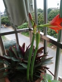 如何才能养好一盆花