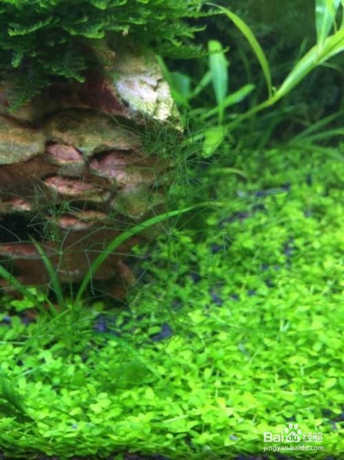 水草长不好怎么办