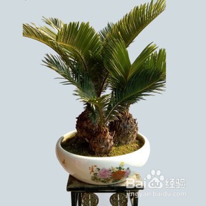 多头铁树的制作方法