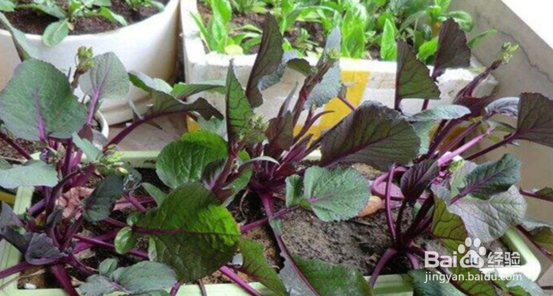 九月红菜苔的种植方法