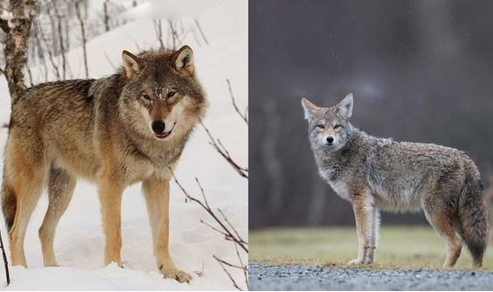 郊狼和狼的区别是什么