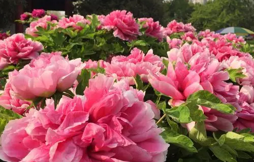 公园里的牡丹花开了把句子写具体是什么