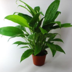 养花护花小常识!