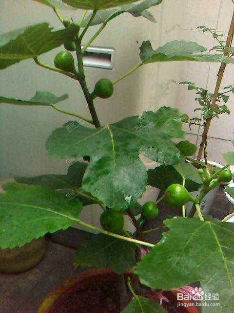 这些都是好养易活的水果盆栽