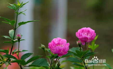 在家里怎么种蔷薇花?