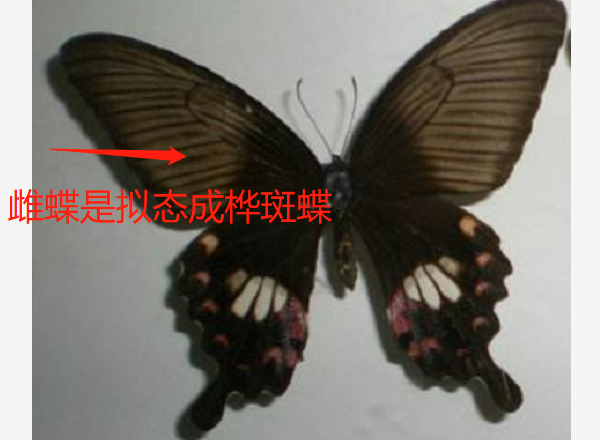 如何分辨蝴蝶的雌雄