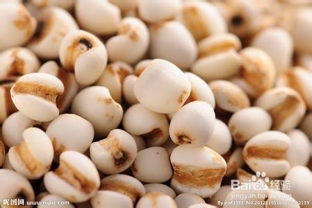 怎么判断薏米新不新鲜/薏米怎么挑选