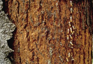 CCA木材防腐剂的使用方法