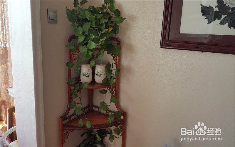 我为什么爱养花