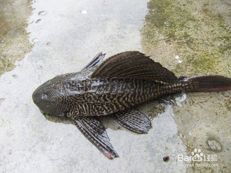 养什么能清理鱼缸粪便