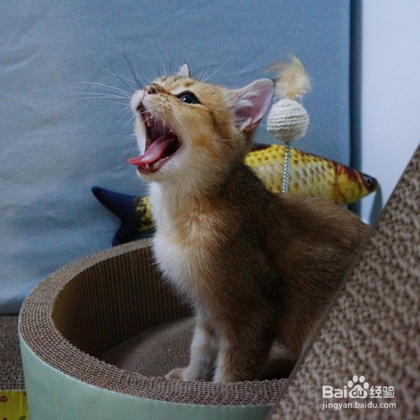 被小猫抓伤表皮怎么办