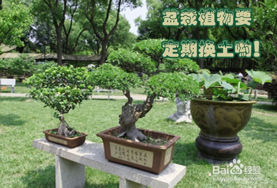 栀子花不开花怎么办