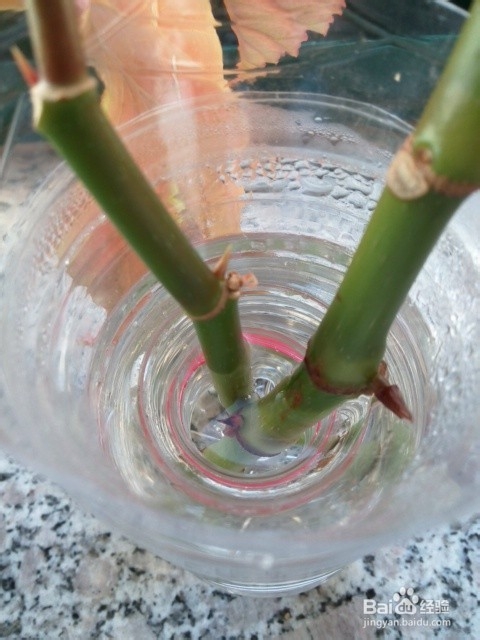 手工DIY:变废为宝：[3]矿泉水瓶变身简洁花瓶