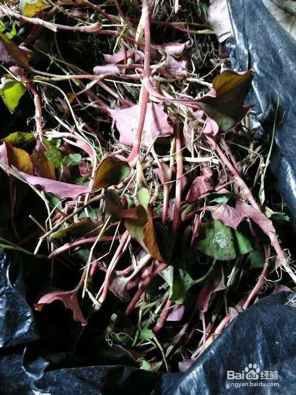 “长寿菜”别出门挖了，阳台种一点，够吃大半年