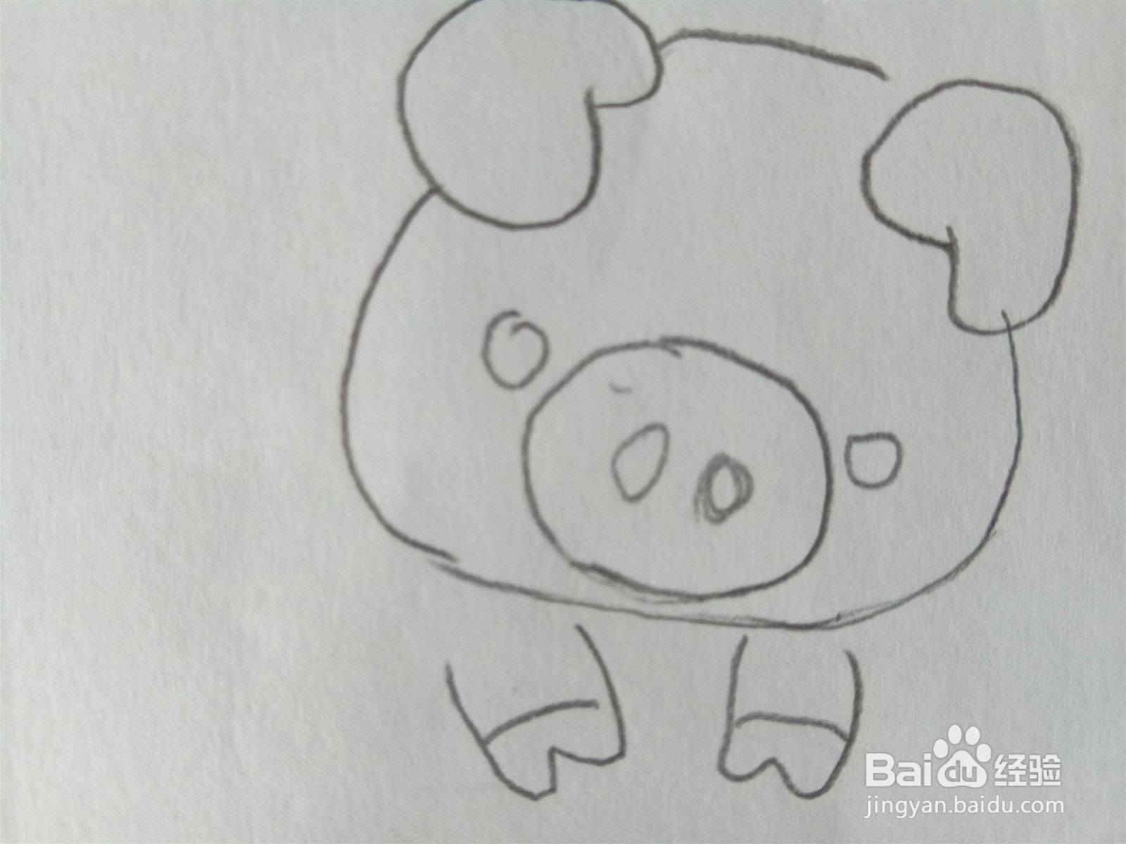 小猪简笔画彩色