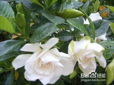 栀子酒的制作方法，喜欢酿酒的朋友收藏