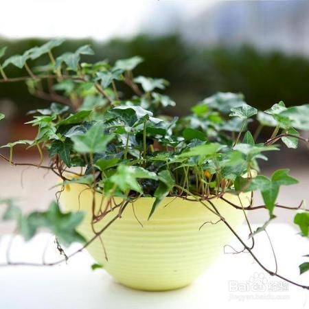 就知道用绿萝吸甲醛,这几种植物净化空气比绿萝好几倍!