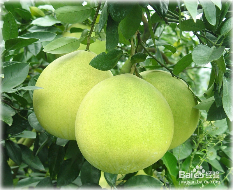 怎么挑选好吃的柚子