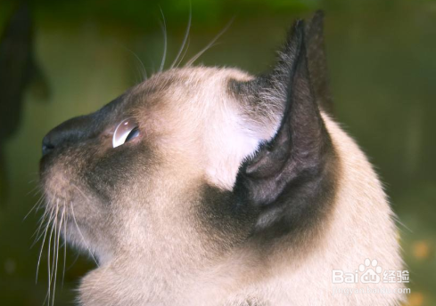 暹罗猫怎么看公母 猫咪的健康繁殖方法