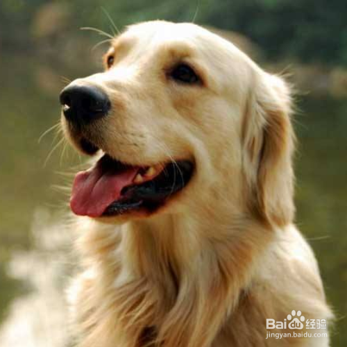 “暖男”金毛犬是怎么养的?