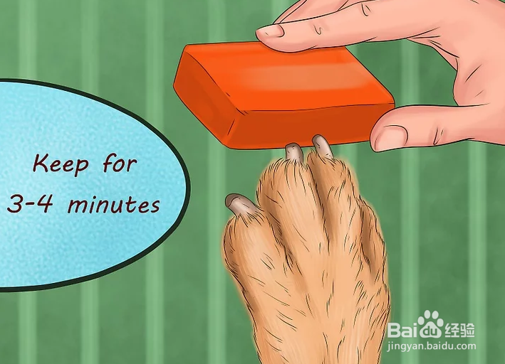 如何给狗狗的趾甲床止血