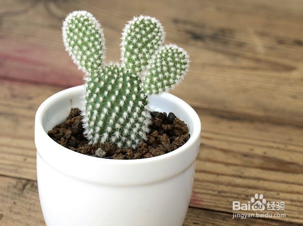 思锐新车有味道怎么办