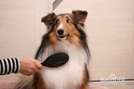 猫猫狗狗身上有跳蚤什么办