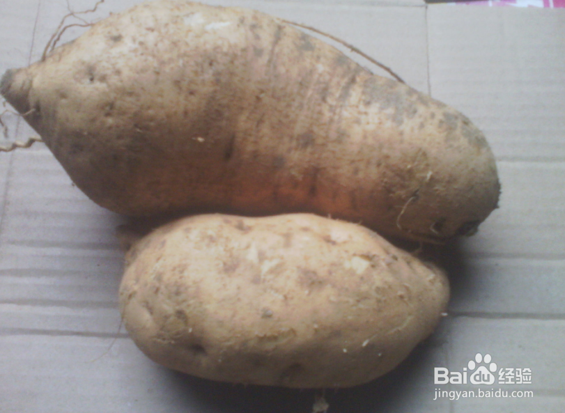 地瓜存放方法