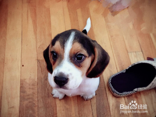 怎么轻松打造高颜值汪星人？