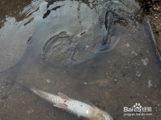 钓鱼去哪儿?水库垂钓