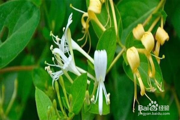 盆栽金银花怎么养