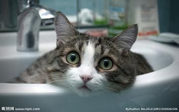 如何养好一只猫