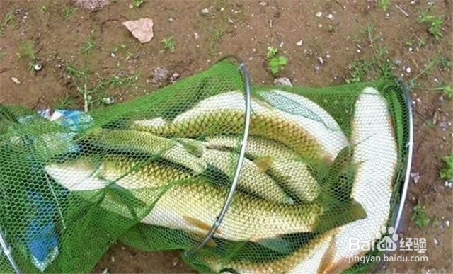 冬天如何用糟食钓草鱼