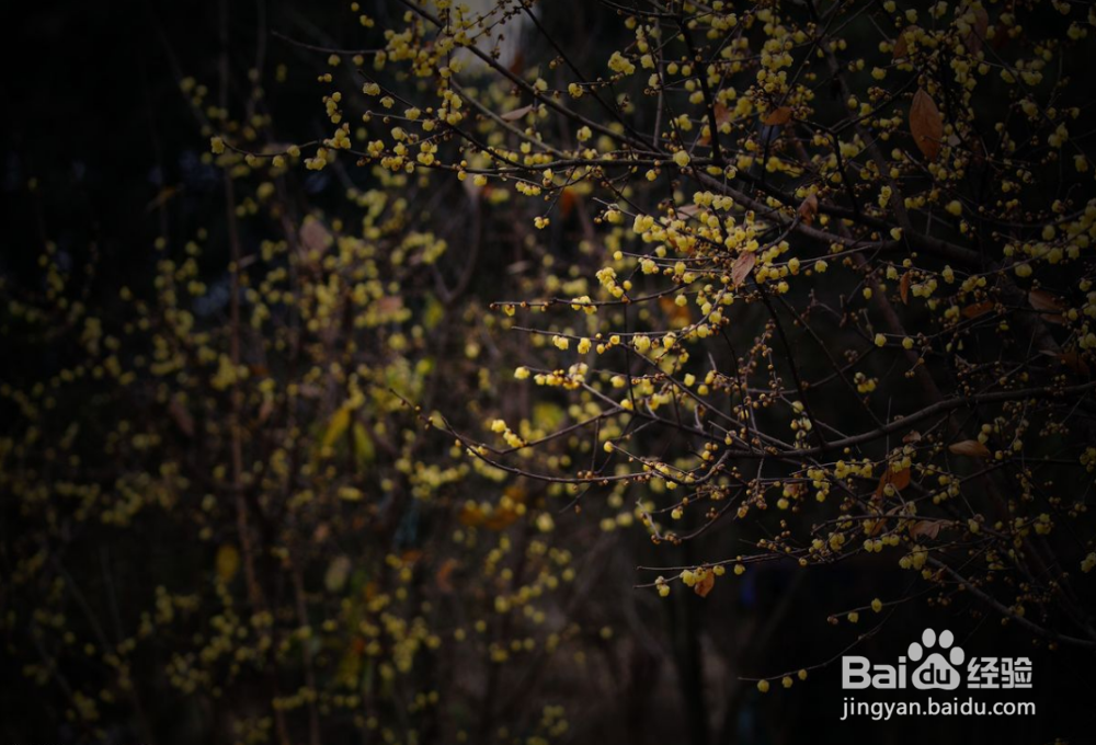 冬天如何给花草过冬