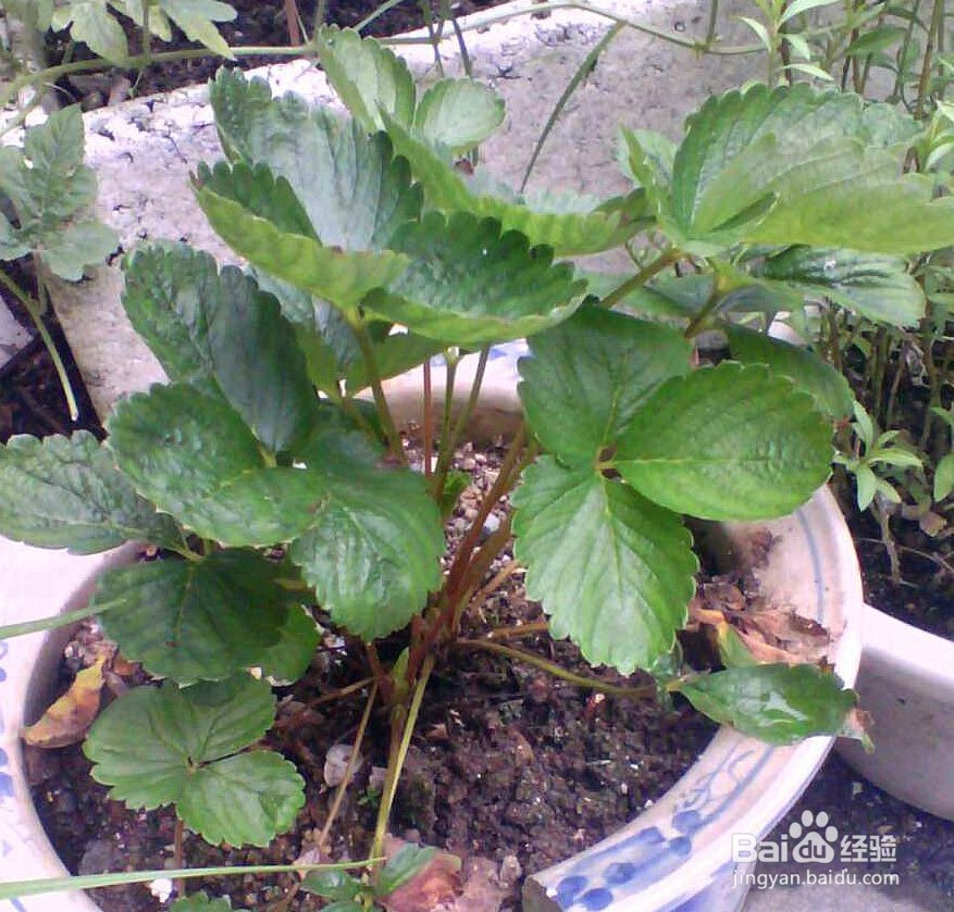 如何简单种植草莓