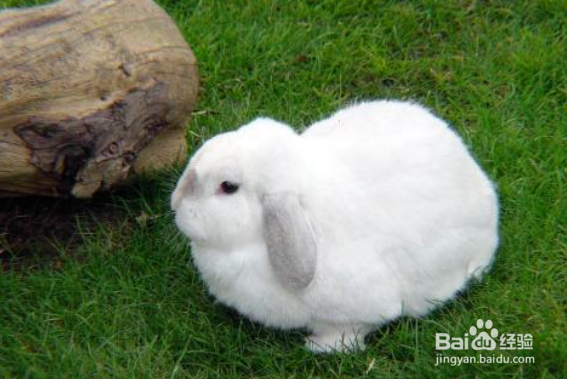 养宠物兔需要知道的常识有哪些？
