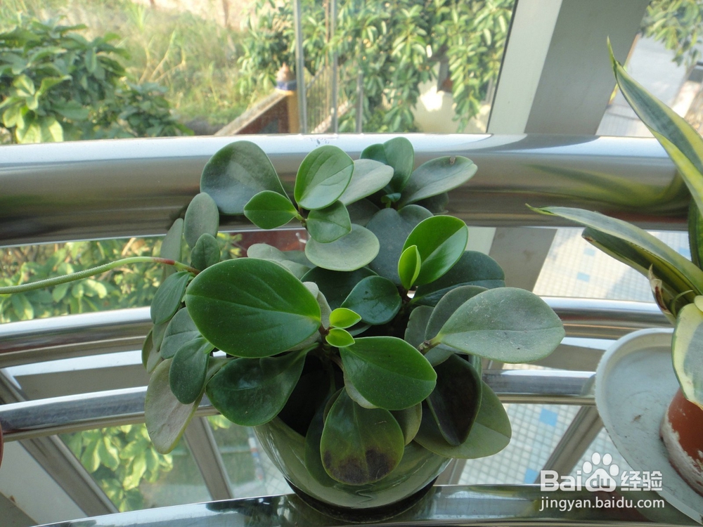 室内植物的名称及作用
