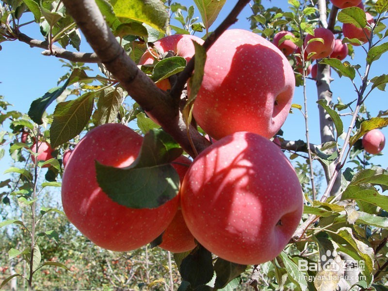 孕妇最好不要吃哪些水果?