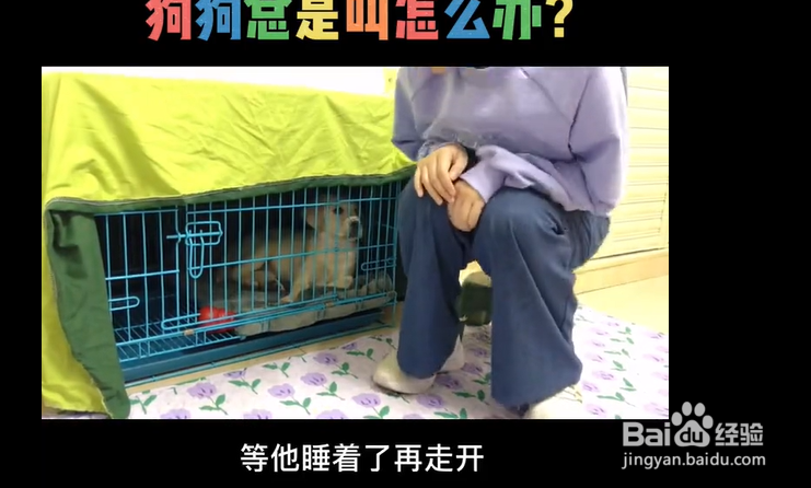 幼犬到家总是叫该怎么办?