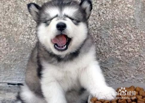 狗狗挑食的根源及解决办法