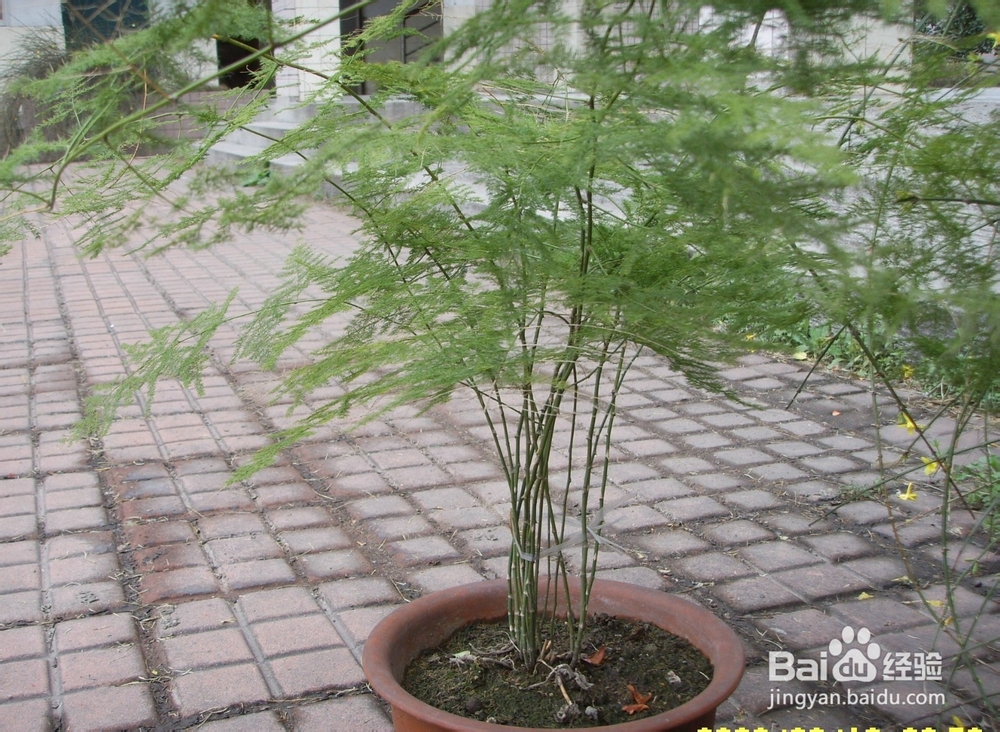 文竹叶子枯黄怎么办？