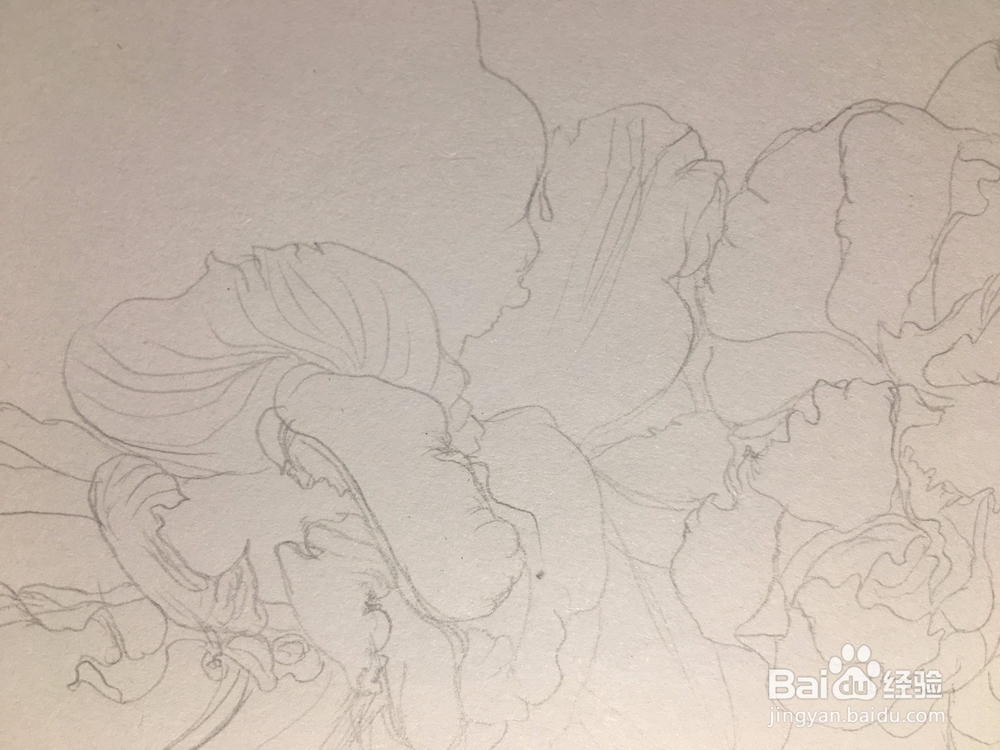 月季花的画法 月季简笔画 三朵月季的线描画教程