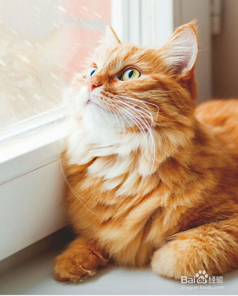 一到假期我的猫该怎么办呢