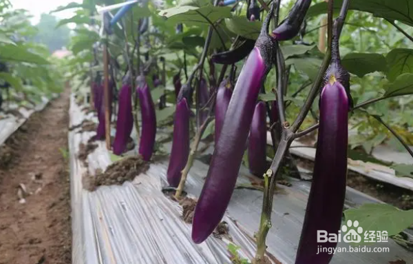 现在菜园适合种什么菜