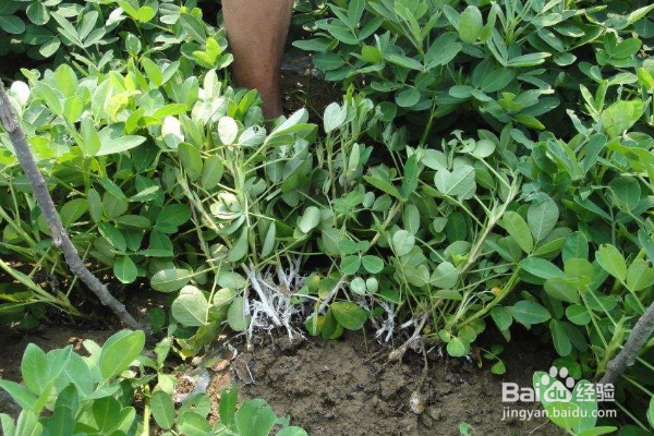种植花生,如何防止蛴螬