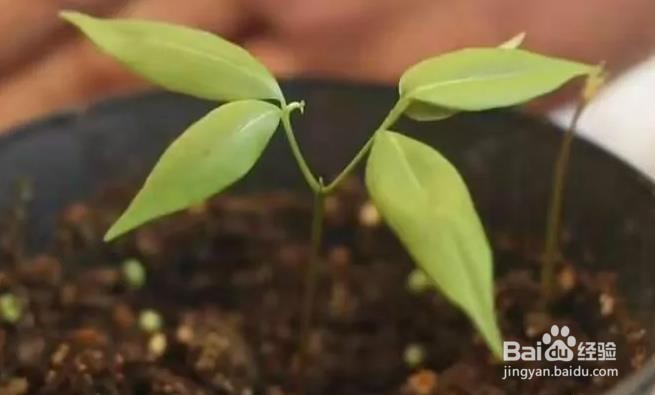 自己在家怎么种荔枝