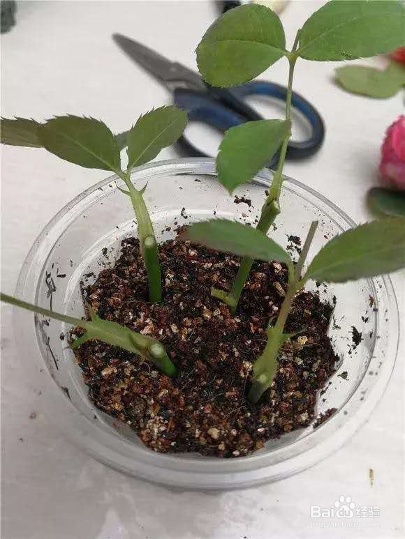 花谢后，剪下“花后枝”，插土里，来年花满盆！