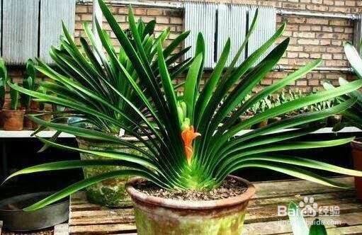 君子兰诱根技巧，不用担心君子兰再烂根了 ￼