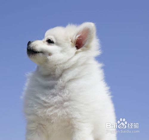 狗狗脸部清洁小窍门