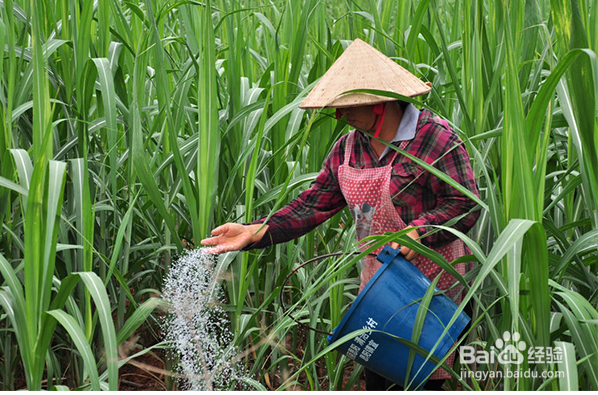给甘蔗施肥要注意哪些事项